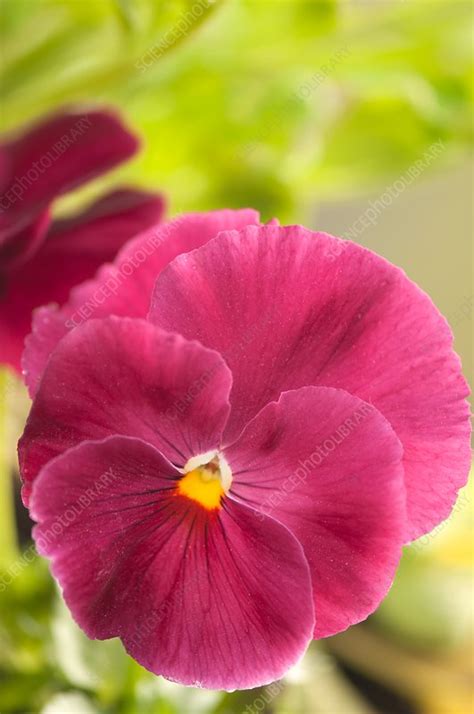 Pansy Viola X Wittrockiana Stock Image C0332914 Science Photo