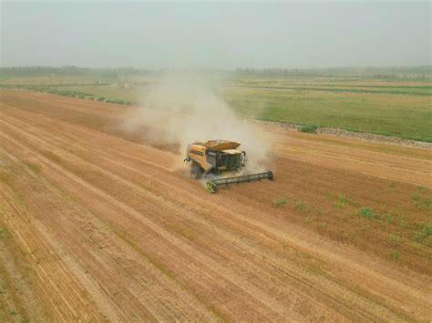 “白茫茫”变“金灿灿” 若羌县盐碱地小麦品种试种取得初步成功 天山网 新疆新闻门户