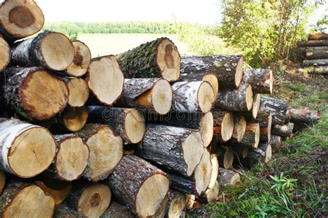 Pile Of Felled Tree Trunks Along A Rural Field Road Stock Photo Image