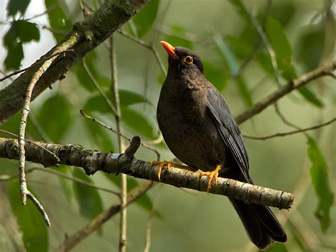 Blackbird – Wildventures