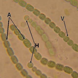 Light Micrographs Of A Synechococcus Sp B Dermocarpa Olivacea And