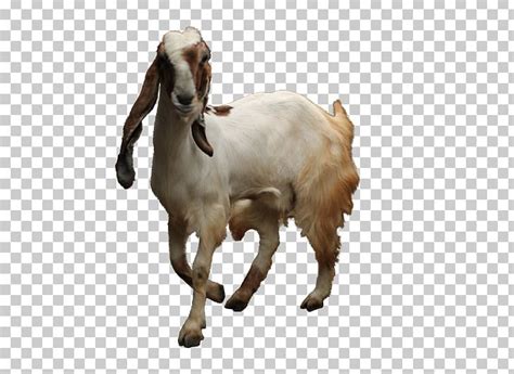 Jamnapari Goat Boer Goat Sheep Sate Kambing Goat Farming PNG, Clipart, Animal Husbandry, Animals ...