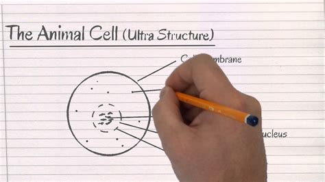 Simple Animal Cell Drawing at GetDrawings | Free download