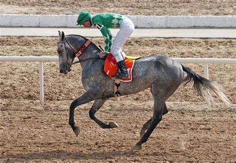 Dappled grey Akhal teke racing | Akhal teke horses, Horse breeds, Sport horse