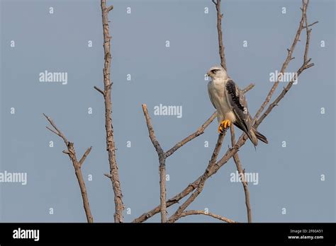 Juvenile Black Winged Kite Elanus Caeruleus Also Known As The Black