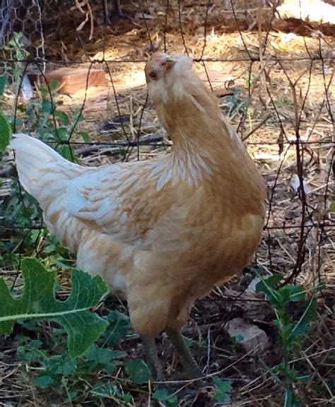 Honey Easter Egger Backyard Chickens Learn How To Raise Chickens