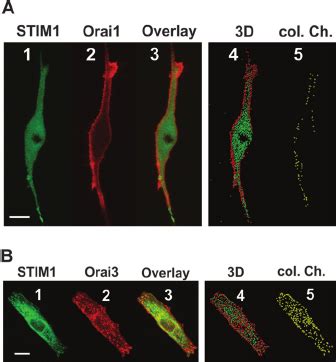 Stim Colocalizes With Orai Not Orai Under Basal Conditions A