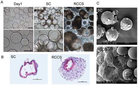 Micrographs Of HEpSCs Grown On Cytodex 3 Micro Carriers Under Rotation