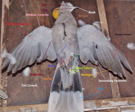 Taxidermy of Birds : 13 Steps - Instructables