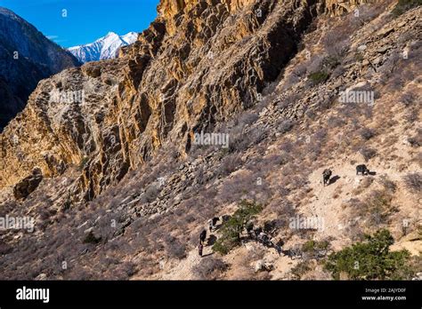 A Yak Train Carrying Goods On A Mountain Pass In The Dolpo Region Of