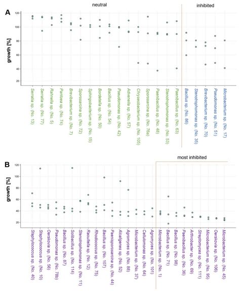 Bacterial Co Cultivation With S Lacrymans Fungal Growth In In