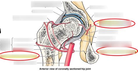 Hip Arterial Supply Diagram | Quizlet