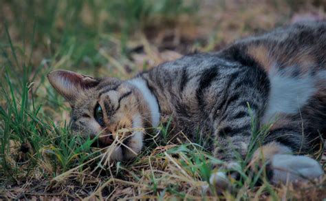 Soñar con gato herido Descubre qué significa y cómo interpretarlo