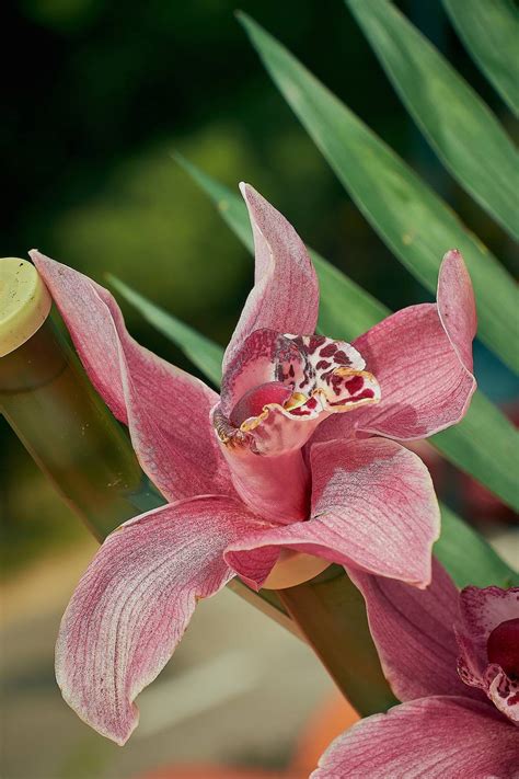 Orquídeas las variedades más exóticas y bonitas perfectas para tener