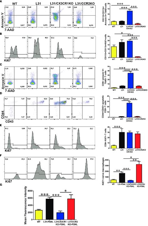 The Impact Of Cx Cr And Ccr Deficiency On Monocyte Macrophage And