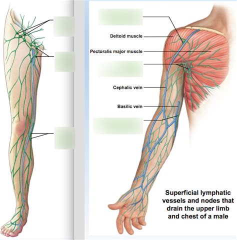 Supratrochlear Lymph Nodes