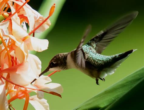 Ruby-throated Hummingbird Feeding on Hedychium Ginger