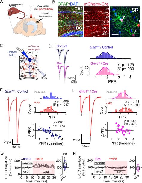 Astrocyte Glun C Nmda Receptors Control Basal Synaptic Strengths Of