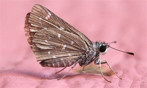 Qual O Significado Espiritual Da Mariposa Bruxa No Xamanismo E Mais