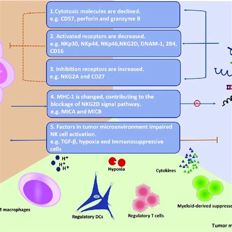 Antitumor function of NK cells and Immune suppressive effect. (A) NK... | Download Scientific ...