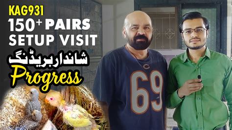 KaG931 Setup Visit 150 Pairs For Sale I Budgies Setup In Pakistan I