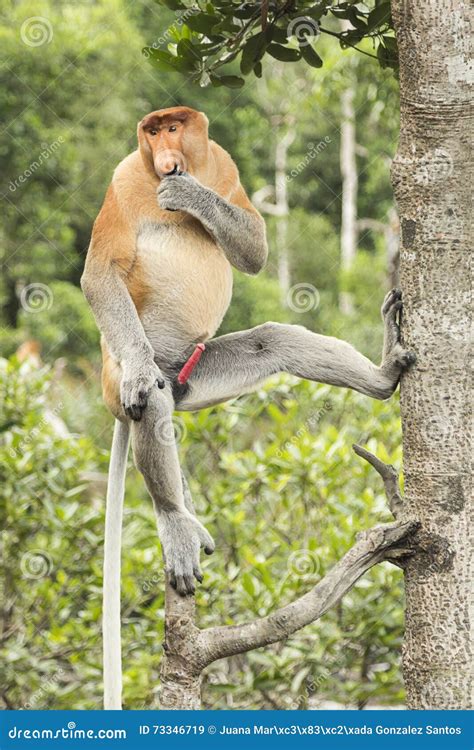 Male Proboscis Monkey On Borneo, Indonesia. Stock Photography ...