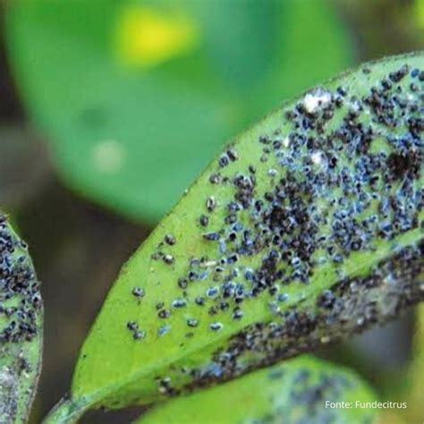 Controle Da Mosca Negra E Da Mosca Branca Com Caldas Inseticidas