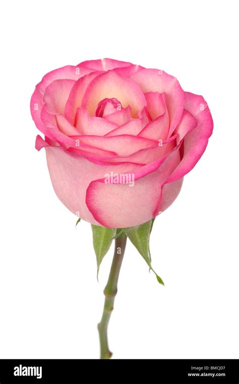 Nice smelling rose hi-res stock photography and images - Alamy