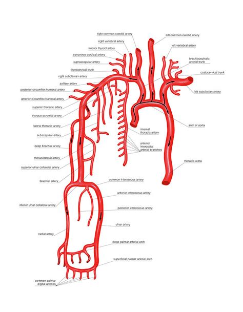 Arteries Of The Body