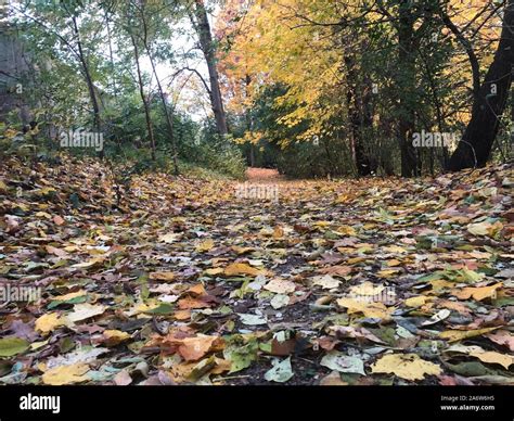 Autumn Nature and Path With Autumn Leaves Stock Photo - Alamy