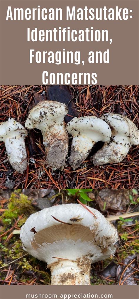 American Matsutake Identification Foraging And Concerns Mushroom