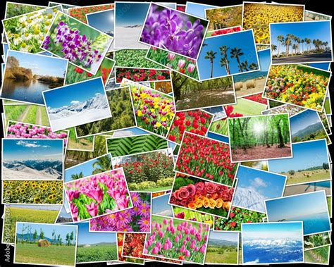 Collage Of Various Nature Photos Stock Photo Adobe Stock