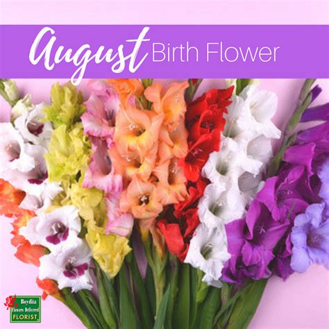 August Birth Flower Boydita Flowers Delivered