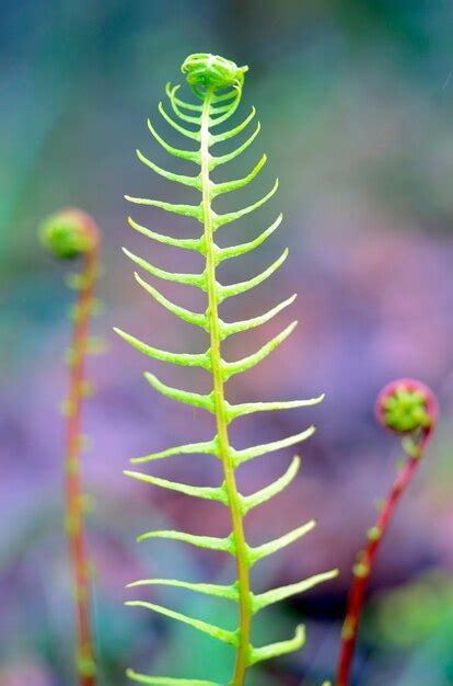Page 60 | Fern Spores Images - Free Download on Freepik