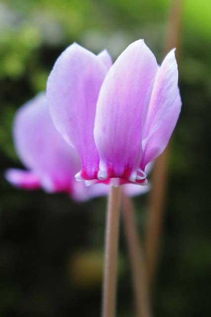 Cyclamen Libanoticum Hildebr Bg Delft Ruud De Block Flickr