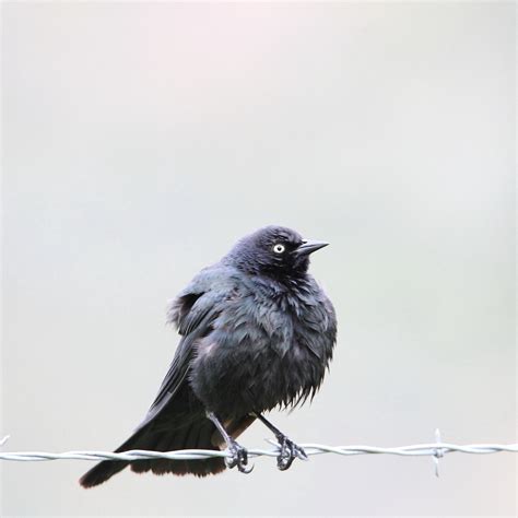 Male Brewer S Blackbird Euphagus Cyanocephalus Photograph Flickr