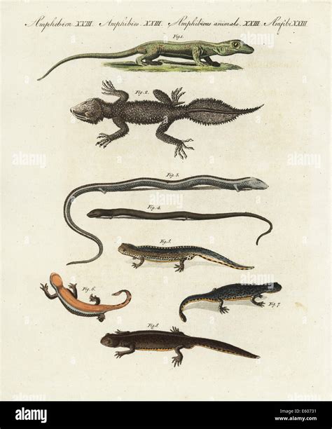 Figs And Gecko Digital Prints Prints Art And Collectibles Pe