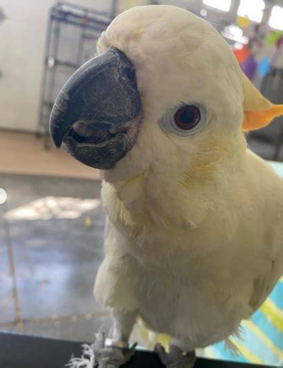 Month Old Citron Cockatoo For Sale Papageien Kaufen