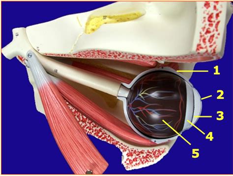 Eye In Orbit Superior 2 Diagram Quizlet