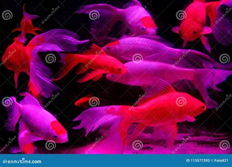 Fish In The Aquarium Stock Image Image Of Element Bright 113577393