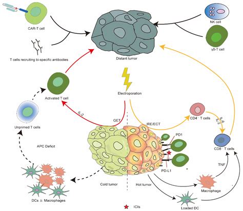 Vaccines Free Full Text Advances Of Electroporation Related