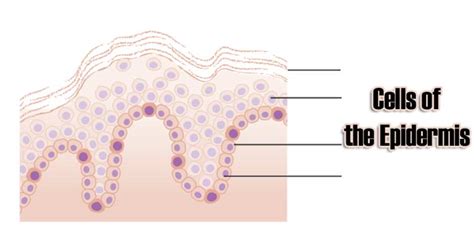 Cells of the Epidermis | 3 Layers of the Skin | Skin Cell Functions