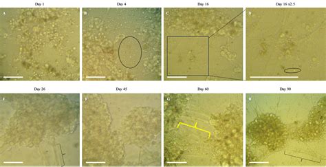 Frontiers Development Of Long Term Primary Cell Culture Of