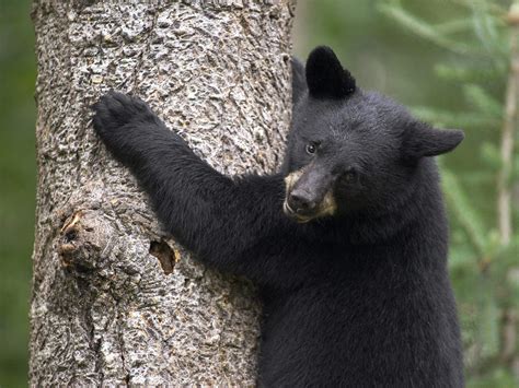 Autumn Black Bear Wallpapers Wallpaper Cave