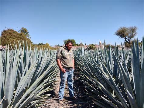 Cultivo De Agave En Guanajuato Representa Una Amenaza Para El Campo