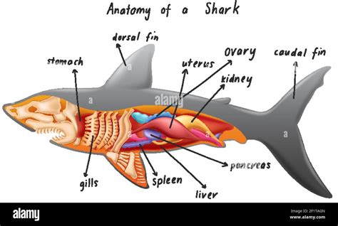 Anatomía de una ilustración de tiburón Imagen Vector de stock Alamy