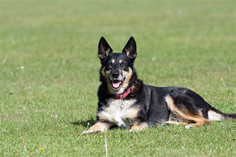 Mixed-Breed Dogs for Families: Majestic Mutts and Magical Mongrels