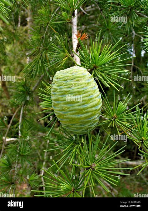 Cedrus deodara cono de cedro del Himalaya árbol sagrado de la