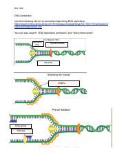 Understanding DNA Replication and Structure - Study Resource | Course Hero