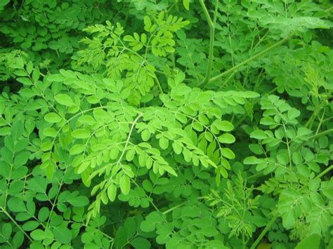 Moringa Oleifera - Growin Crazy Acres